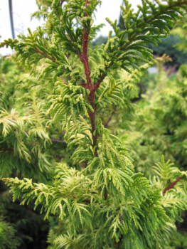 Chamaecyparis obtusa Tetragona Aurea
